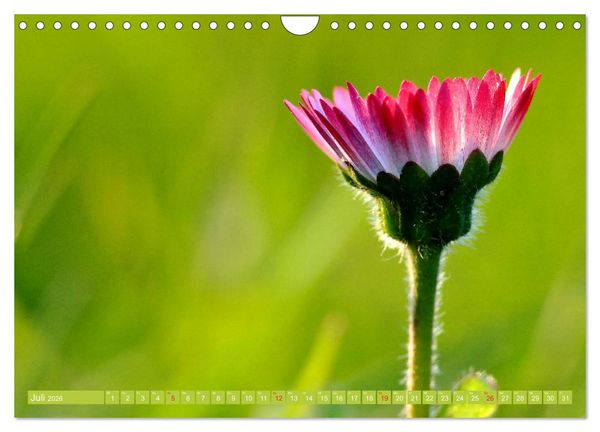 Produktbild: G&auml;nsebl&uuml;mchen Poesie (Wandkalender 2026 DIN A4 quer), CALVENDO Monatskalender