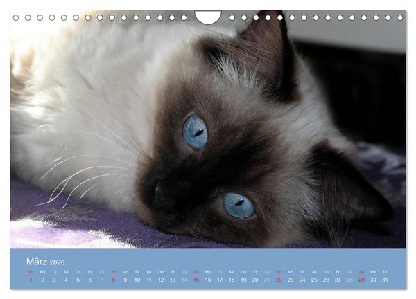 Produktbild: Engel auf 4 Pfoten - Ragdolls 2026 (Wandkalender 2026 DIN A4 quer), CALVENDO Monatskalender