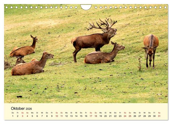 Produktbild: Der Rothirsch - Der K&ouml;nig in unseren W&auml;ldern (Wandkalender 2026 DIN A4 quer), CALVENDO Monatskalender