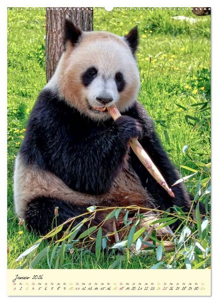 Produktbild: Riesenpanda (Wandkalender 2026 DIN A2 hoch), CALVENDO Monatskalender