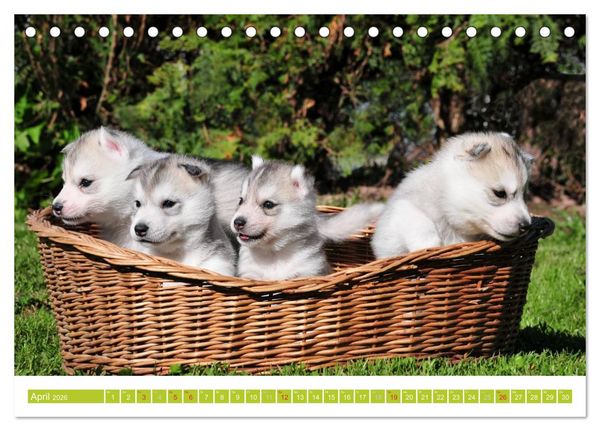 Produktbild: Siberian Husky - der Urtyp (Tischkalender 2026 DIN A5 quer), CALVENDO Monatskalender