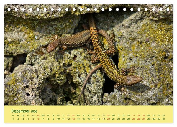 Produktbild: Flinke Eidechsen (Tischkalender 2026 DIN A5 quer), CALVENDO Monatskalender
