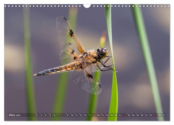 Produktbild: Libellen - Fliegende Edelsteine (Wandkalender 2026 DIN A3 quer), CALVENDO Monatskalender