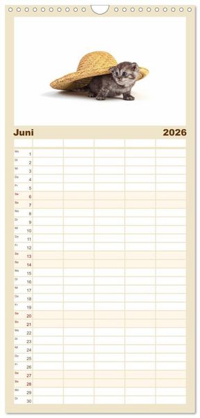 Produktbild: Familienplaner 2026 - Katzenbabys mit 5 Spalten (Wandkalender, 21 x 45 cm) CALVENDO
