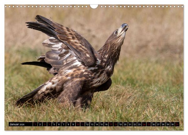 Produktbild: Seeadler in Polen (Wandkalender 2026 DIN A3 quer), CALVENDO Monatskalender