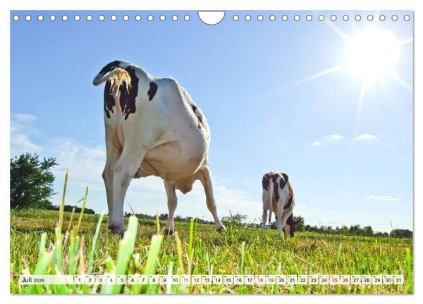 Produktbild: Popo-Kalender (Wandkalender 2026 DIN A4 quer), CALVENDO Monatskalender