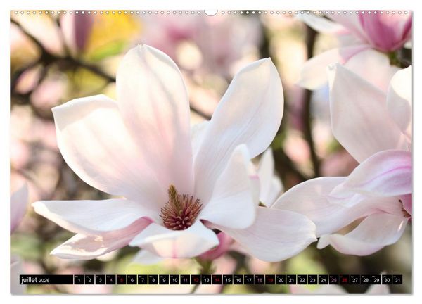 Produktbild: Magnolias en fleur (Calendrier mural 2026 DIN A2 vertical), CALVENDO calendrier mensuel