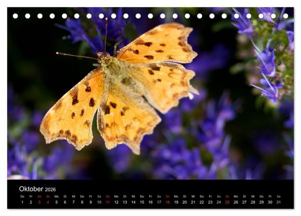 Produktbild: Heimische Schmetterlinge (Tischkalender 2026 DIN A5 quer), CALVENDO Monatskalender