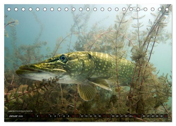 Produktbild: Tauchrevier Deutschland - Der Hecht (Esox lucius) (Tischkalender 2026 DIN A5 quer), CALVENDO Monatskalender