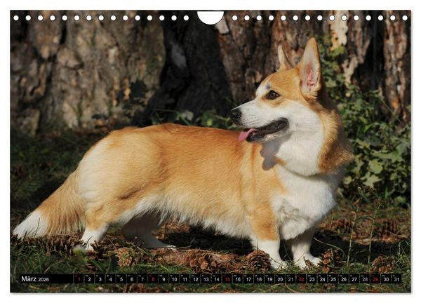 Produktbild: Welsh Corgi - Kobold auf 4 Pfoten (Wandkalender 2026 DIN A4 quer), CALVENDO Monatskalender