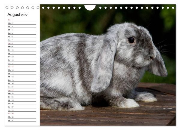 Produktbild: Kaninchen - knuddelige Hausgenossen (Wandkalender 2027 DIN A4 quer), CALVENDO Monatskalender