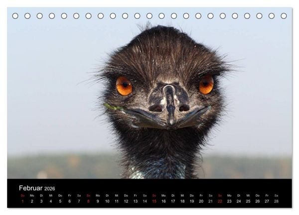 Produktbild: Strau&szlig;en-Kalender 2026 (Tischkalender 2026 DIN A5 quer), CALVENDO Monatskalender