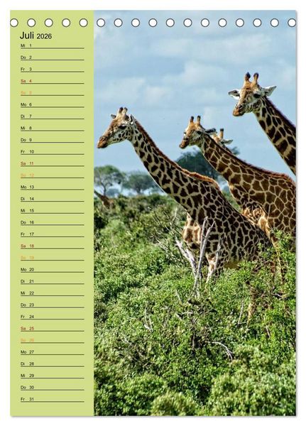 Produktbild: Giraffen. Voller Stolz und Grazie (Tischkalender 2026 DIN A5 hoch), CALVENDO Monatskalender