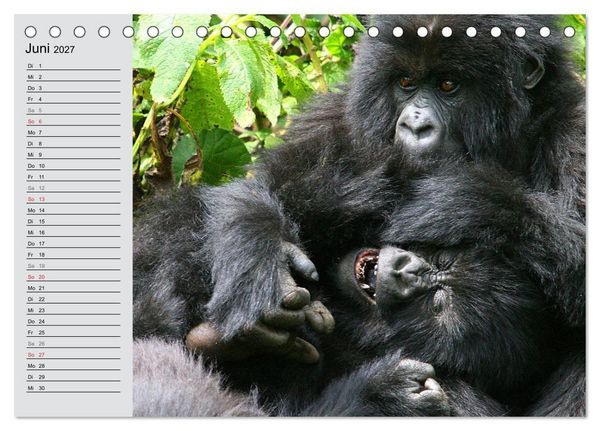 Produktbild: Berggorillas - die sanften Riesen (Tischkalender 2027 DIN A5 quer), CALVENDO Monatskalender