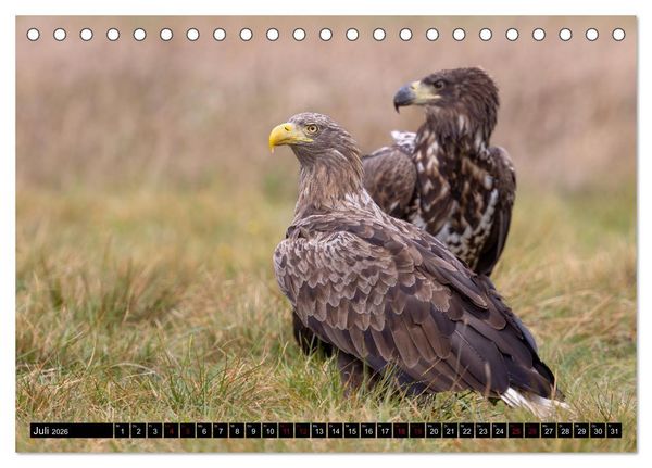 Produktbild: Seeadler in Polen (Tischkalender 2026 DIN A5 quer), CALVENDO Monatskalender