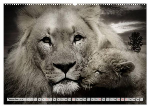 Produktbild: Wilde Tiere in schwarz-wei&szlig; (hochwertiger Premium Wandkalender 2026 DIN A2 quer), Kunstdruck in Hochglanz