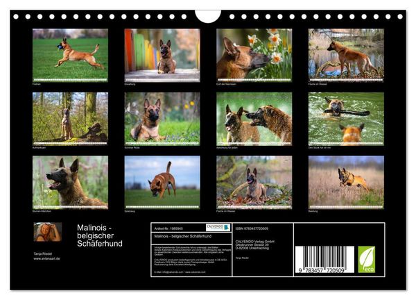 Produktbild: Malinois - belgischer Sch&auml;ferhund (Wandkalender 2026 DIN A4 quer), CALVENDO Monatskalender