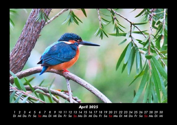 Produktbild: Vogelparadies 2025 Fotokalender DIN A3