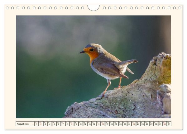 Produktbild: Gefiederte Sch&ouml;nheiten - Das Rotkehlchen (Wandkalender 2026 DIN A4 quer), CALVENDO Monatskalender