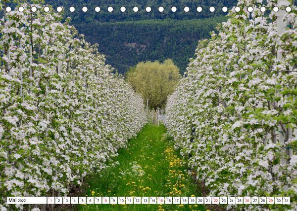 Produktbild: B&auml;ume in Italien (Tischkalender 2022 DIN A5 quer)