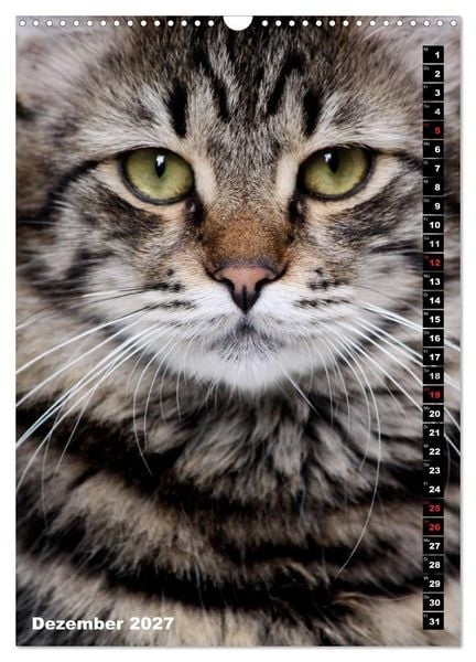 Produktbild: Istanbuls Katzen (Wandkalender 2027 DIN A3 hoch), CALVENDO Monatskalender