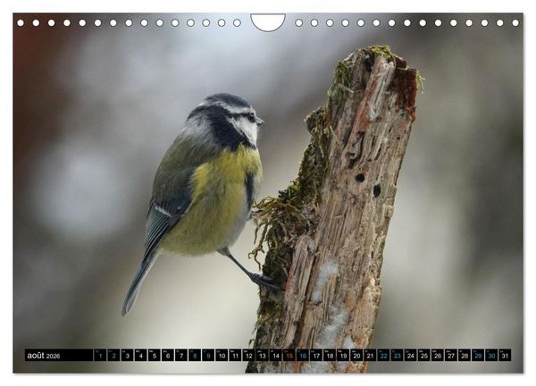Produktbild: Mes anges bleus en &Icirc;le-de-France (Calendrier mural 2026 DIN A4 vertical), CALVENDO calendrier mensuel
