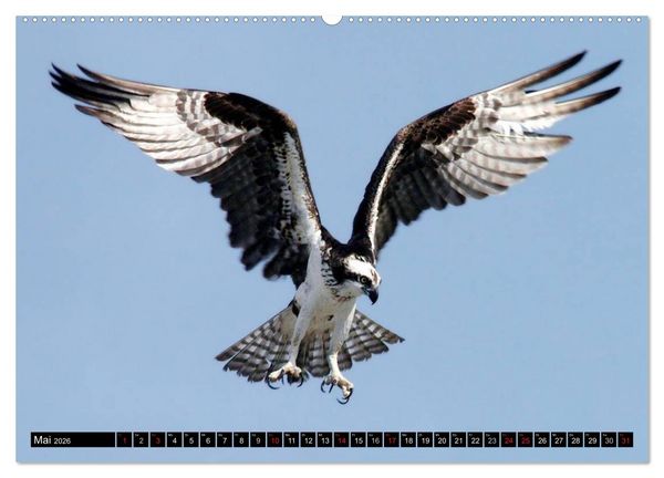 Produktbild: Adler und Greife - K&ouml;nige des Himmels (hochwertiger Premium Wandkalender 2026 DIN A2 quer), Kunstdruck in Hochglanz