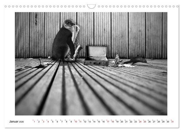 Produktbild: Pinguine privat (Wandkalender 2026 DIN A3 quer), CALVENDO Monatskalender