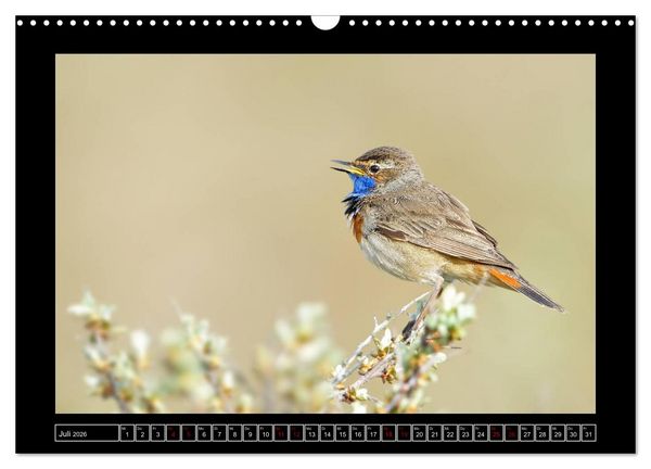Produktbild: Niederrheinische Vogelwelt (Wandkalender 2026 DIN A3 quer), CALVENDO Monatskalender