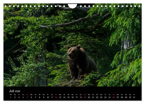 Produktbild: Bayerischer Wald (Wandkalender 2026 DIN A4 quer), CALVENDO Monatskalender