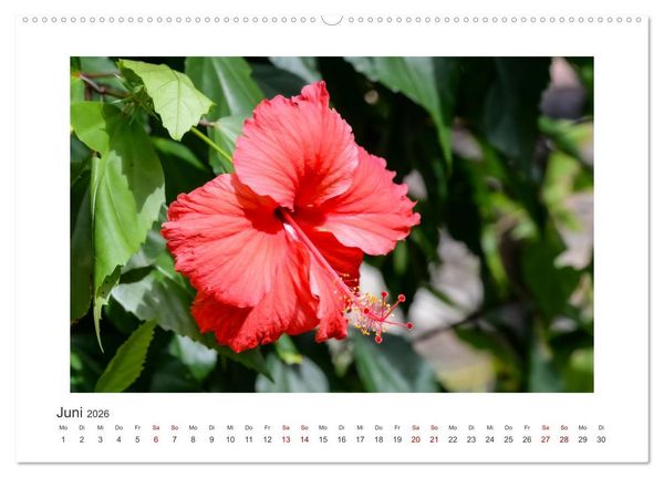 Produktbild: Seychellen - unterwegs mit Julia Hahn (hochwertiger Premium Wandkalender 2026 DIN A2 quer), Kunstdruck in Hochglanz