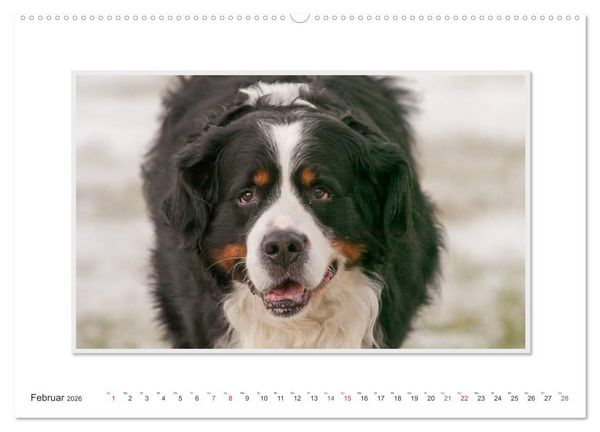 Produktbild: Emotionale Momente: Berner Sennenhund. (Wandkalender 2026 DIN A2 quer), CALVENDO Monatskalender