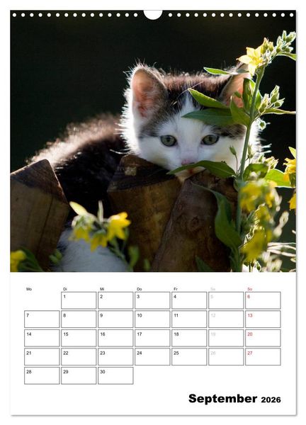 Produktbild: Katzenkinder - Impressionen (Wandkalender 2026 DIN A3 hoch), CALVENDO Monatskalender