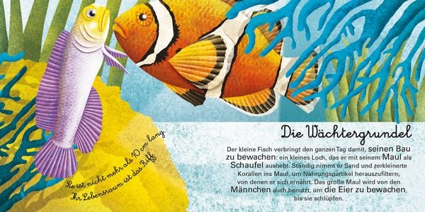 Produktbild: Das gro&beta;e Buch der Seetiere. Das kleine Buch der Seetiere