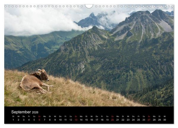 Produktbild: Gl&uuml;ckliches Rindvieh 2026 (Wandkalender 2026 DIN A3 quer), CALVENDO Monatskalender