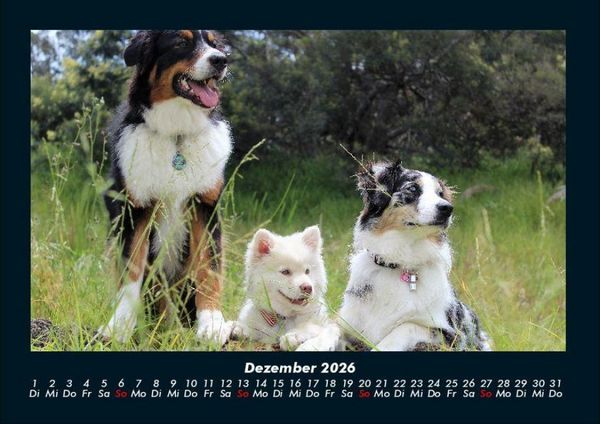 Produktbild: Der Hundekalender 2026 Fotokalender DIN A4