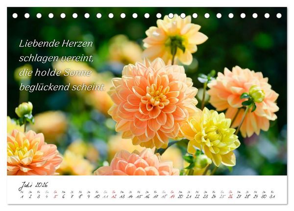 Produktbild: Dahlien Poesie (Tischkalender 2026 DIN A5 quer), CALVENDO Monatskalender