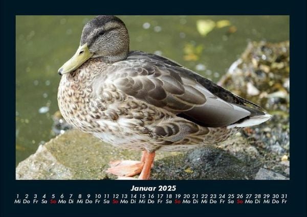 Produktbild: V&ouml;gel 2025 Fotokalender DIN A4