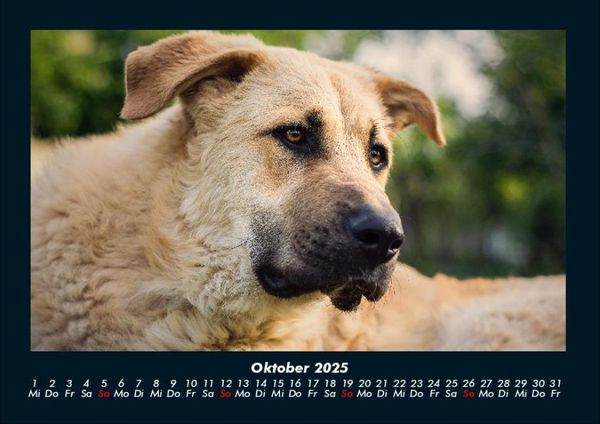Produktbild: Hunde 2025 Fotokalender DIN A4