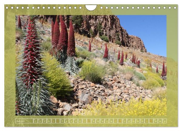 Produktbild: Wundersame Kanarenflora (Wandkalender 2027 DIN A4 quer), CALVENDO Monatskalender