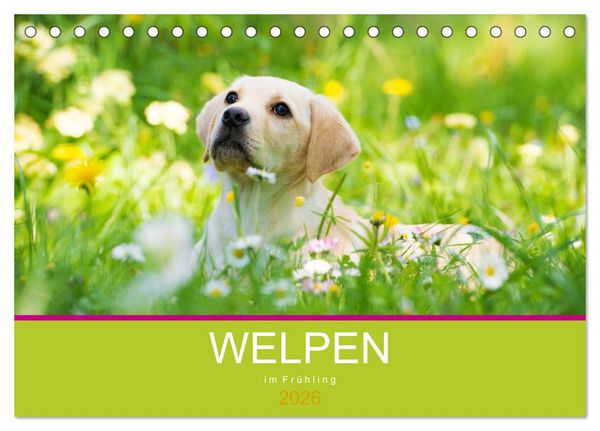 Produktbild: Welpen im Fr&uuml;hling (Tischkalender 2026 DIN A5 quer), CALVENDO Monatskalender