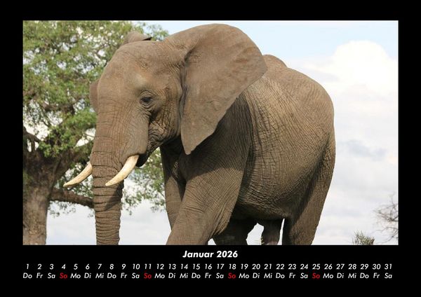 Produktbild: Elefanten - Die sanften Riesen Afrikas 2026 Fotokalender DIN A3