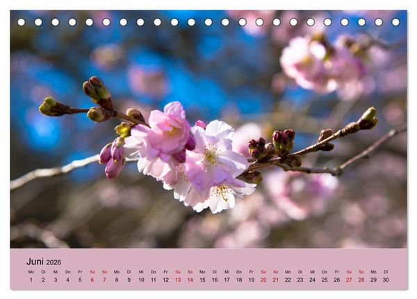 Produktbild: Kurpark Baden-Baden (Tischkalender 2026 DIN A5 quer), CALVENDO Monatskalender