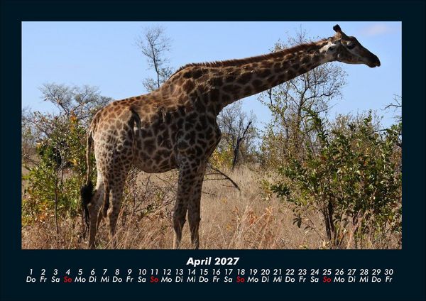 Produktbild: Giraffen 2027 Fotokalender DIN A4