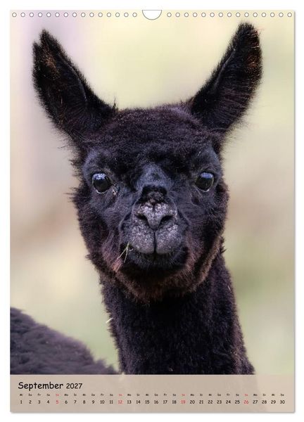 Produktbild: Gesichter der Alpakas - Unverwechselbare Charaktere und einzigartige Blicke (Wandkalender 2027 DIN A3 hoch), CALVENDO Monatskalender