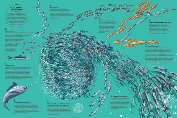 Produktbild: Schwarmzauber: Magische Choreografien der Natur