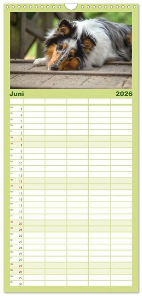 Produktbild: Familienplaner 2026 - Collies - charmante Herzensbrecher mit 5 Spalten (Wandkalender, 21 x 45 cm) CALVENDO
