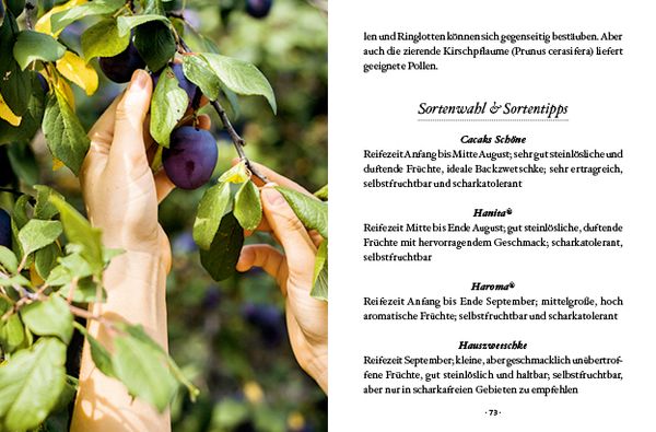 Produktbild: Das große kleine Buch: Obstbäume in unserem Garten