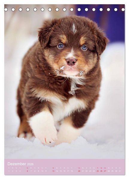 Produktbild: Tierkinder Hunde und Katzen (Tischkalender 2026 DIN A5 hoch), CALVENDO Monatskalender