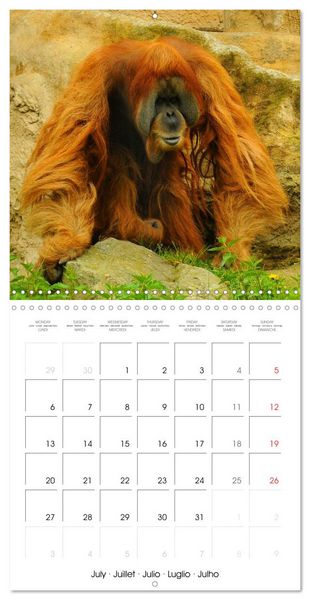 Produktbild: Orangutans Inhabitants of the rainforests (Wall Calendar 2026 12 &times; 12 Inch) CALVENDO 12 Month Wall Calendar